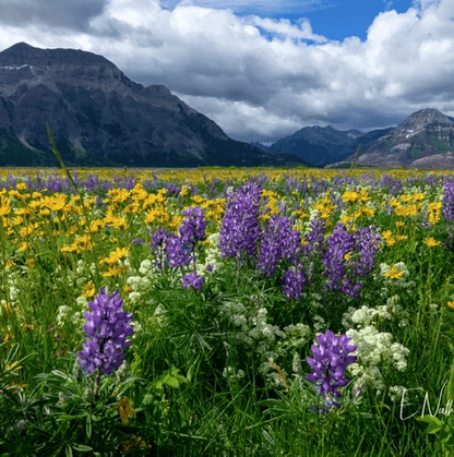 The spectacular setting of Waterton Lakes National Park is home to a veritable bouquet of wildflowers including half of all wildflower species found in Alberta.